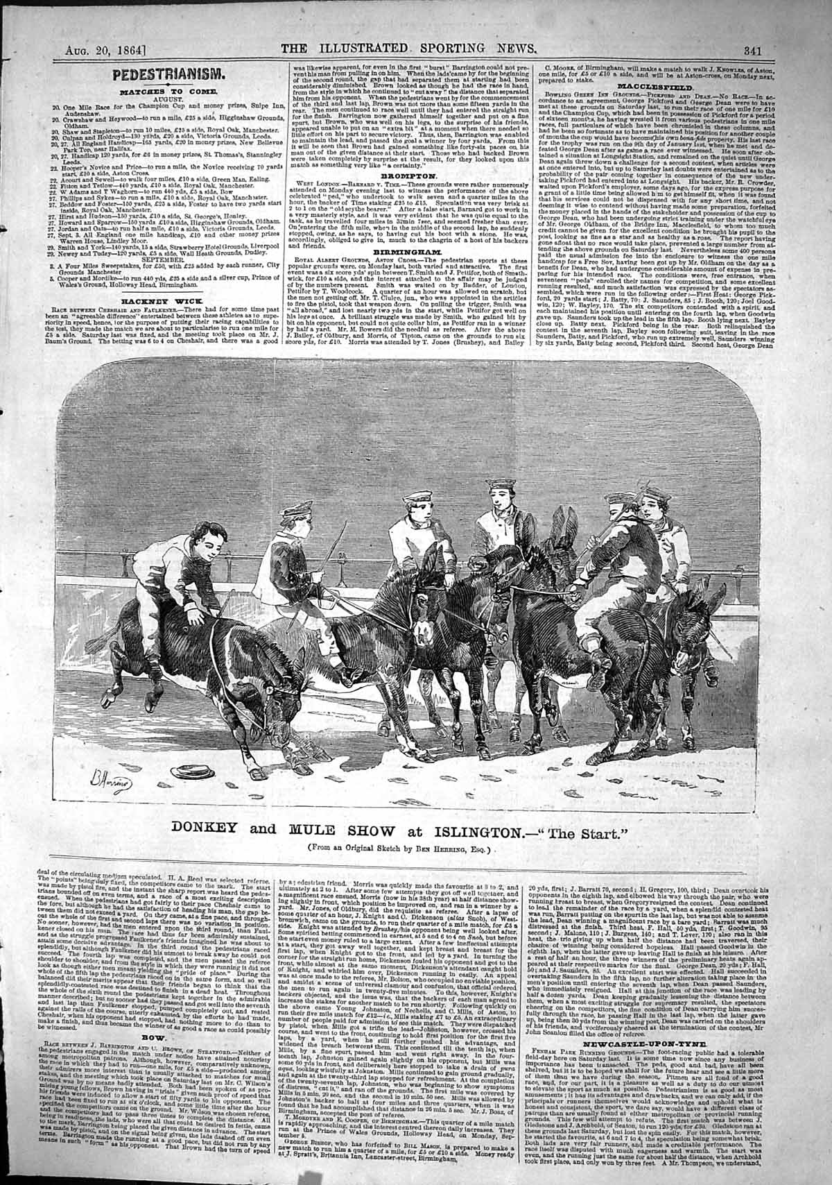 Old Print 1864 Donkey Mule Show Islington Animals Race Sport Ben Herring 19th