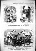 Old 1865 Toy Dogs Agricultural Hall Pug Brown King Prince Blair Athol Victorian