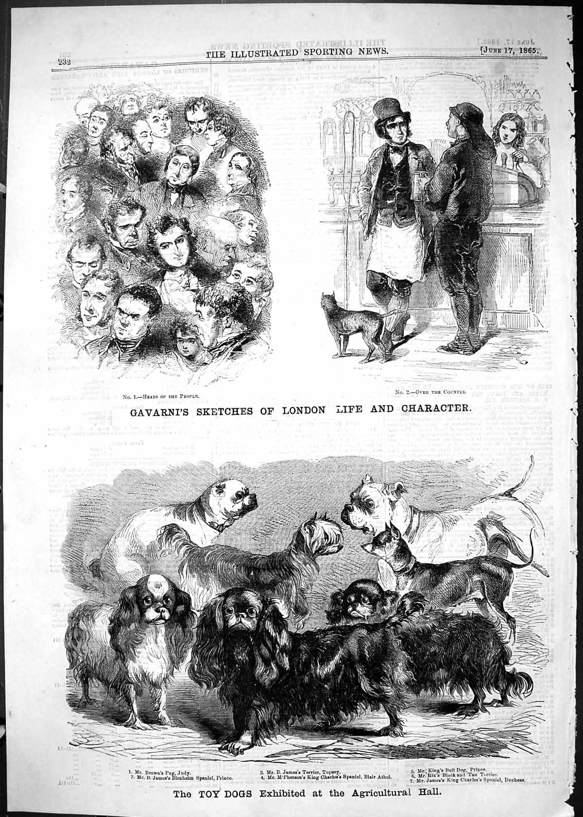 Old 1865 Toy Dogs Agricultural Hall Pug Brown King Prince Blair Athol Victorian