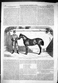 Old 1866 Celebrated Pony Property H.R.H. Prince Wales Horse Ben Herri Victorian