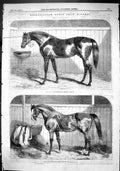 Old 1866 Metropolitan Horse Show Winners Thoroughbred Entire Stallion Victorian