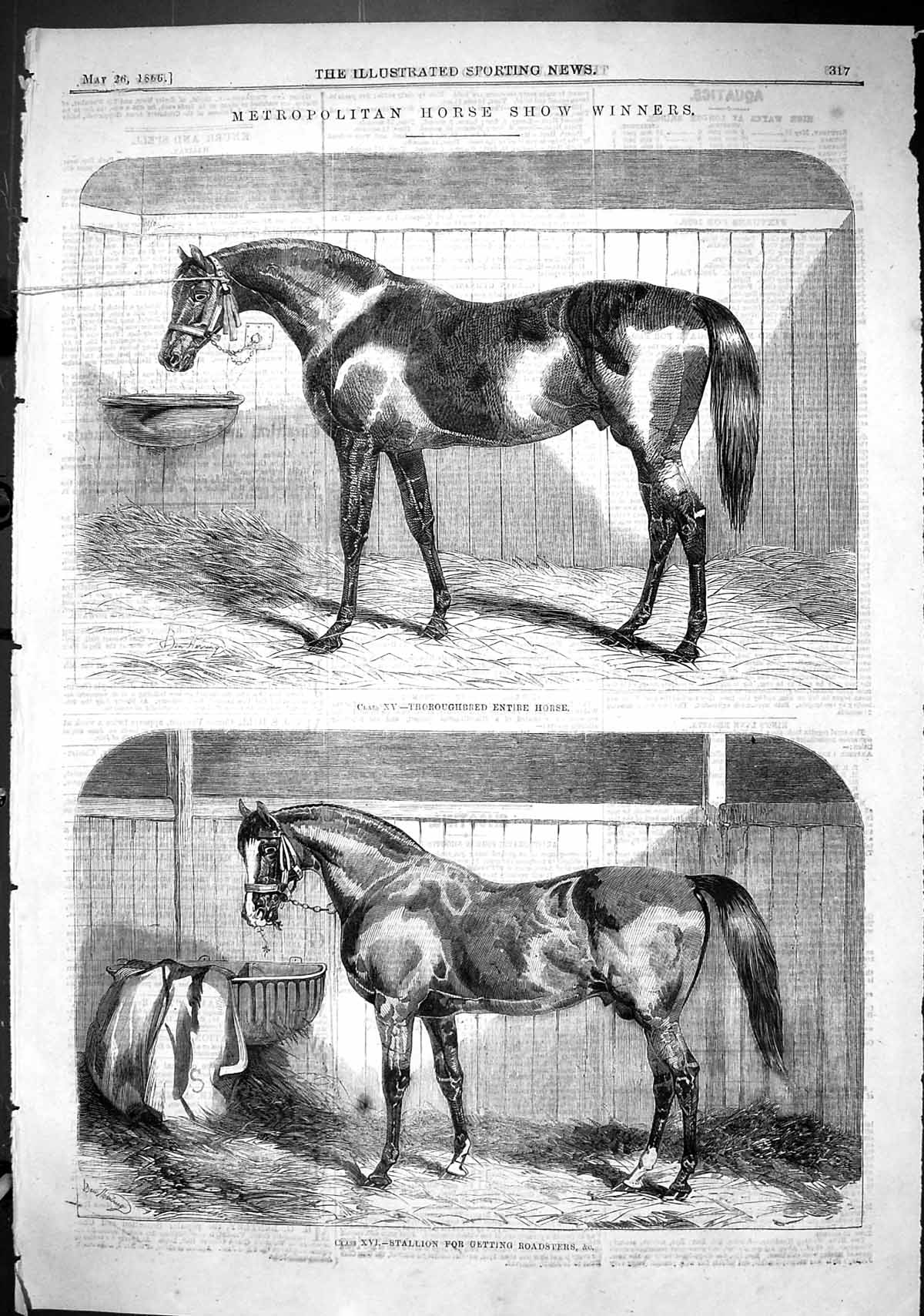 Old 1866 Metropolitan Horse Show Winners Thoroughbred Entire Stallion Victorian