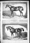 Old 1867 Islington Major Stapleton Prize Hunter Horse Barlow Stallion Victorian