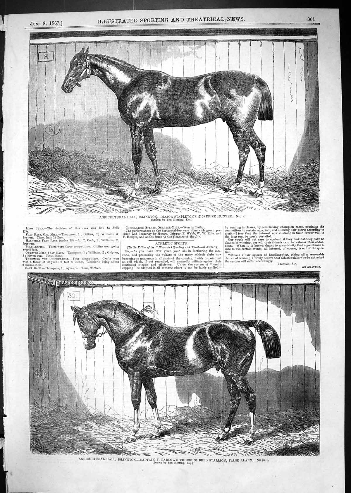 Old 1867 Islington Major Stapleton Prize Hunter Horse Barlow Stallion Victorian