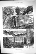 Original Old Antique Print 1884 Highgate Woods Hornbeam Avenue Brooklet Forest