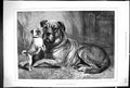Original Old Antique Print 1880 Comparisons Are Odious Bulldog Big Dog Animals