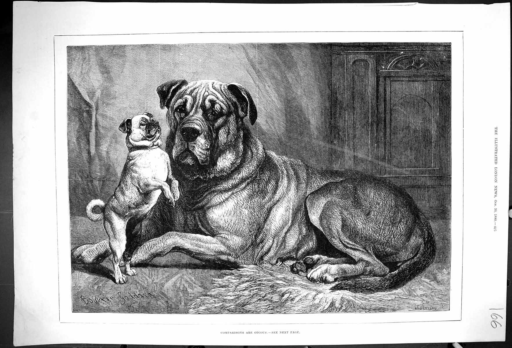 Original Old Antique Print 1880 Comparisons Are Odious Bulldog Big Dog Animals