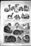 Antique Old Print 1886 Crystal Palace Dog Show Royal Aquarium Pets Animals 19th