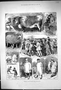 Old Print 1882 Smithfield Club Cattle Show Judges Sheep Pigs Romney Marsh 19th