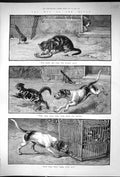 Original Old Antique Print 1886 Dogs Cats Way The World Dadd Birds Cage 19th