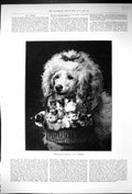 Antique Old Print 1894 Freindship'S Offering Pet Dog Kittens Basket Reichert