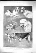 Antique Print 1894 Kennel Club Dog Show Crystal Palace Prince Wales Brough 19th