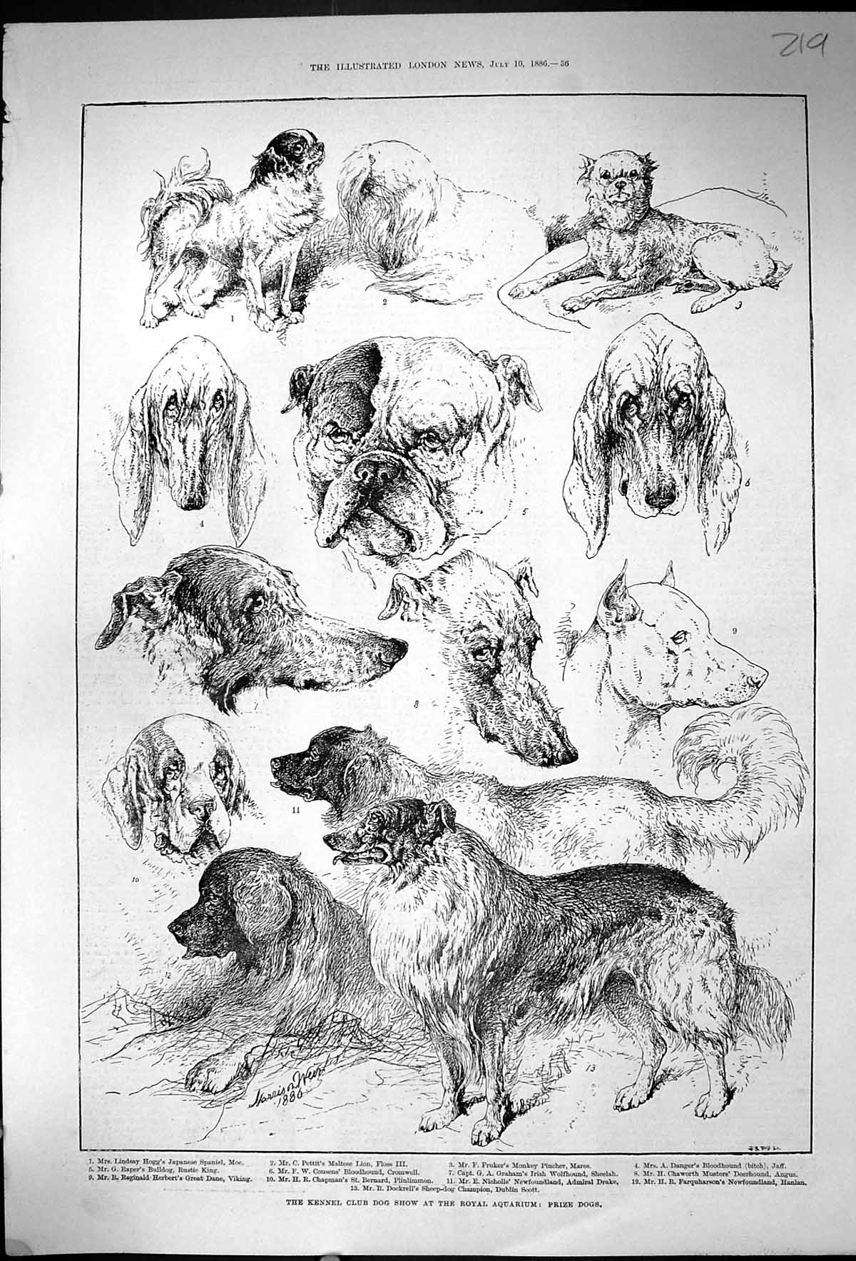Antique Print 1886 Kennel Club Dog Show Royal Aquarium Hogg Pettit Cousens 19th