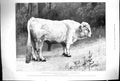 Old Antique Print 1899 Zoological Gardens Chillingham Park Bull Animals 19th