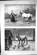 Old 1884 Young Woman Feeding Horse Chicken Dog Kennel Chicks Animals Victorian