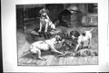 Original Old Antique Print Dadd 1885 Bout With The Gloves Pets Dogs Fighting