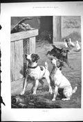 Original Old Antique Print 1891 Gone Away Pet Dogs Chasing Cat Farmyard Scene