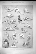 Original Old Antique Print 1890 Kennel Club Dog Show Pets Animals Victorian