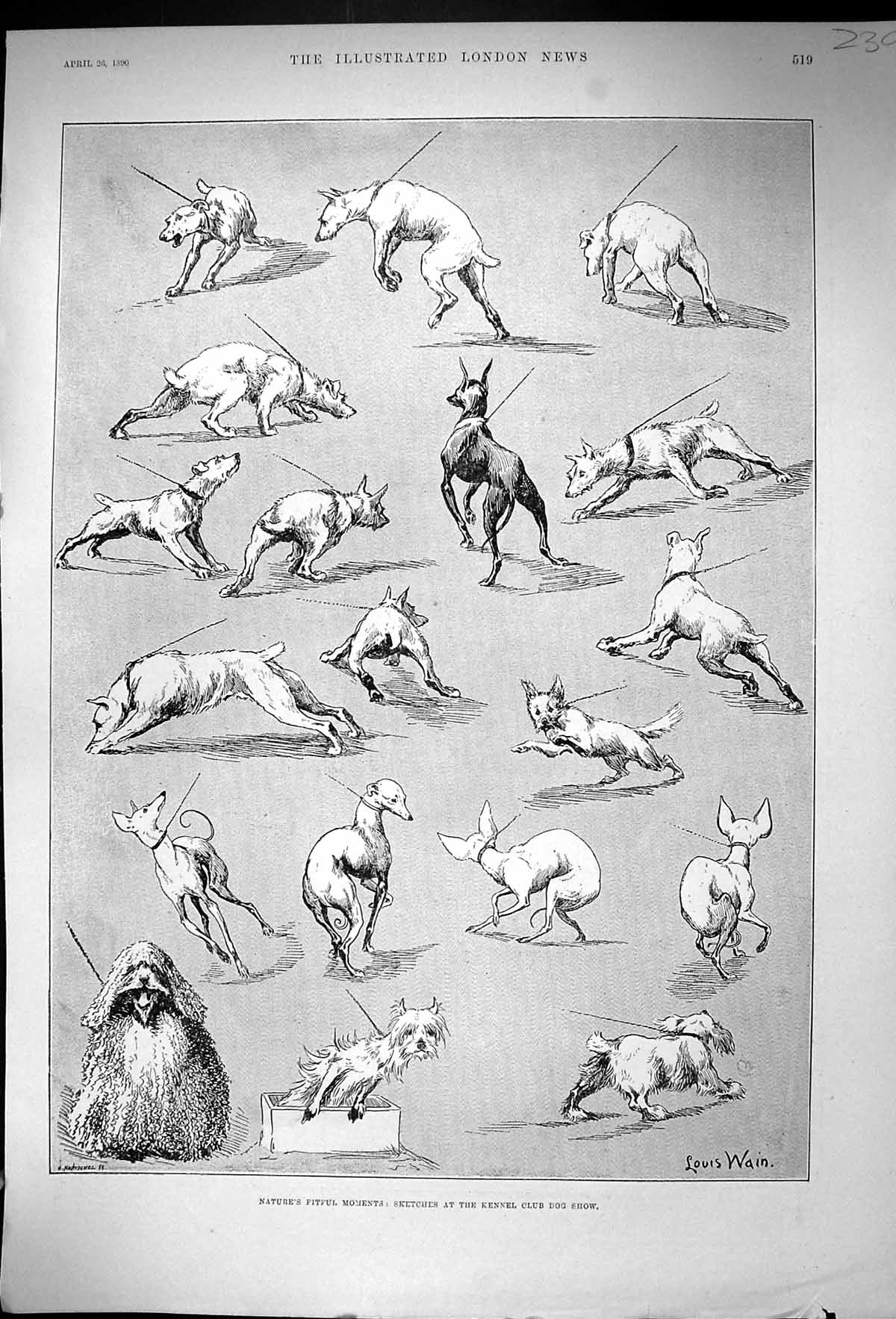 Original Old Antique Print 1890 Kennel Club Dog Show Pets Animals Victorian