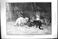 Old Print Gang Assassins Startled Butterflies Cats Eating Dead Bird 1888 19th