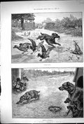 Old Louis Wain 1887 Sad Dog'S Day Dog Stealing Chicken Kennel Puppies Victorian