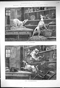 Original Old Antique Print Pets Dogs Animals Climbing Up Cupboard 1886 19th