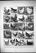 Old Print 1882 Poultry Show Crystal Palace Dorking Brahma Hamburg Pigeon 19th