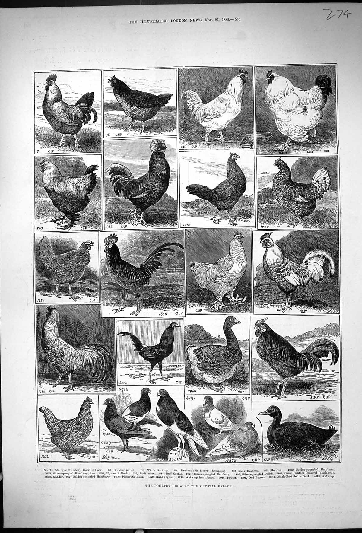 Old Print 1882 Poultry Show Crystal Palace Dorking Brahma Hamburg Pigeon 19th