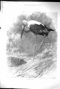 Original Old Antique Print 1900 Indian Tantalus Bird Nature 20th