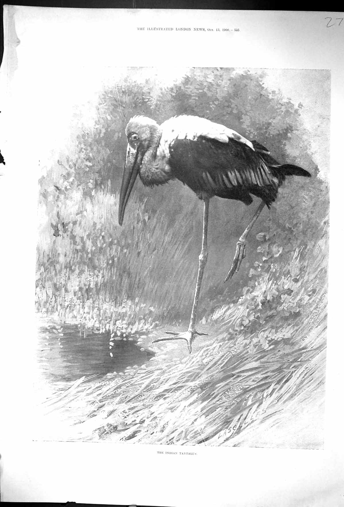 Original Old Antique Print 1900 Indian Tantalus Bird Nature 20th