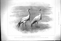 Original Old Antique Print 1899 Zoological Gardens Demoiselle Crane Birds 19th