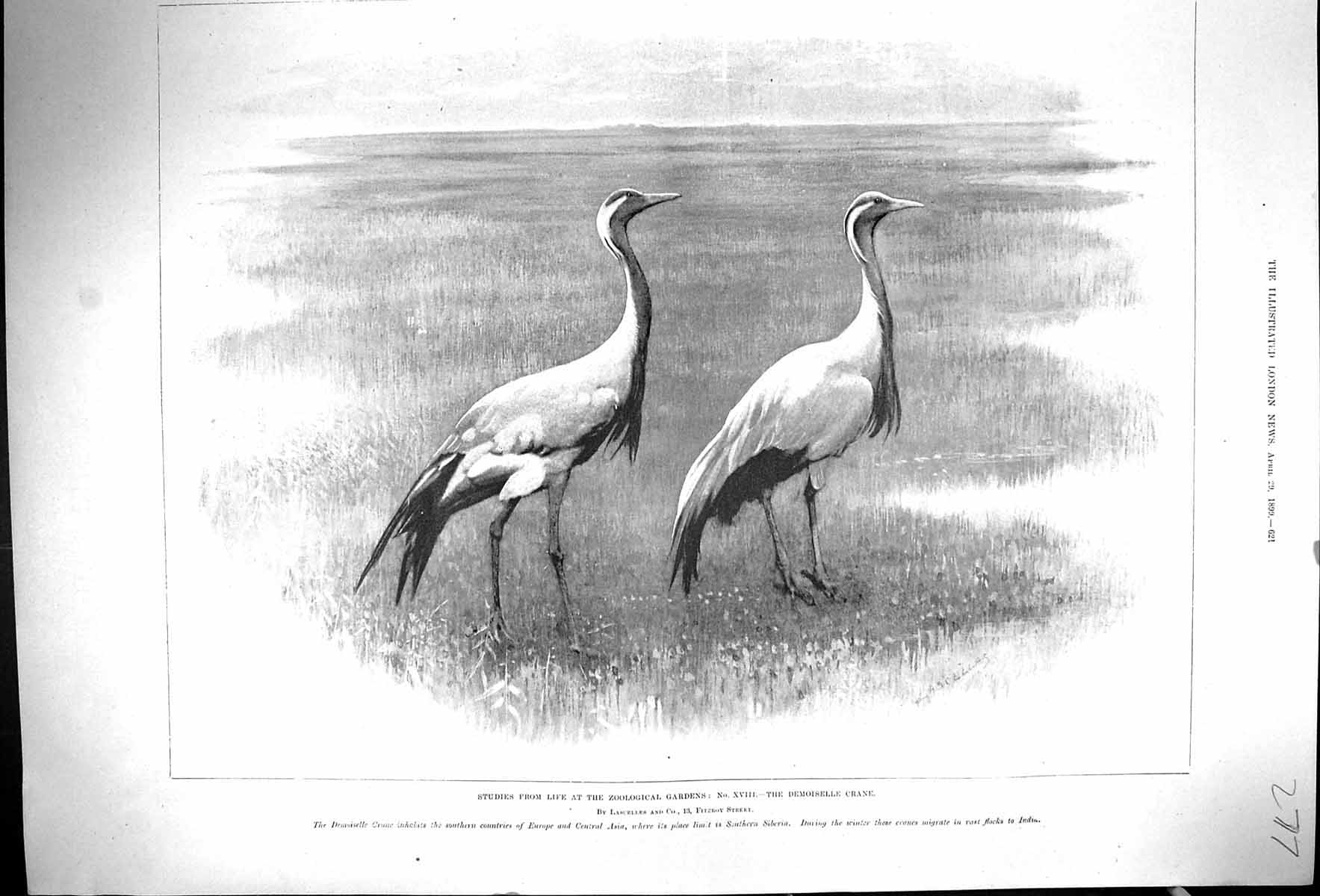 Original Old Antique Print 1899 Zoological Gardens Demoiselle Crane Birds 19th