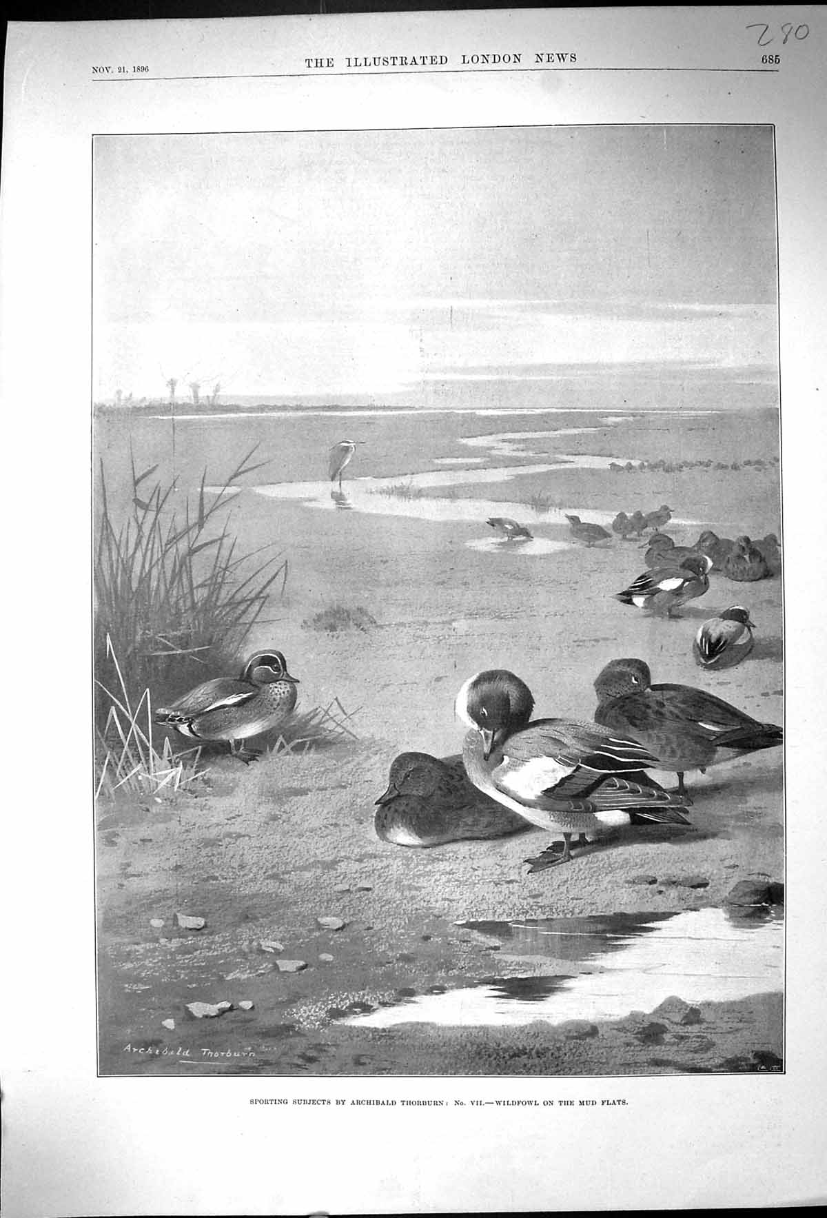 Original Old Antique Print 1896 Wildfowl Birds Mud Flats Archibald Thorburn