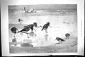Original Old Antique Print 1896 Birds On The Seashire Archibald Thorburn 19th