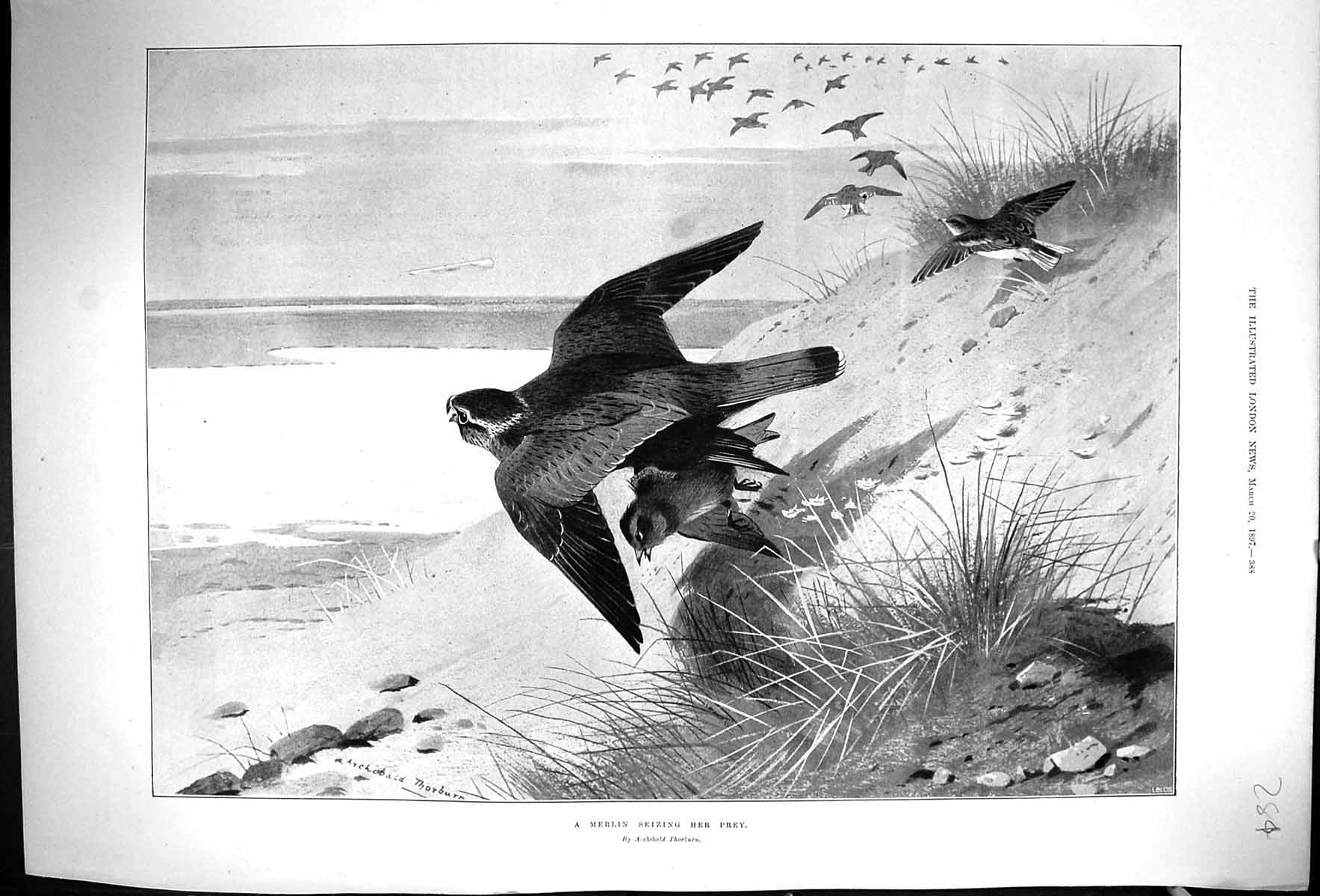 Original Old Antique Print 1897 Merlin Bird Seizing Prey Beach Sea Scene 19th