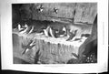 Antique Print 1897 Guillemots Puffins Island Handa Birds Archibald Thorburn