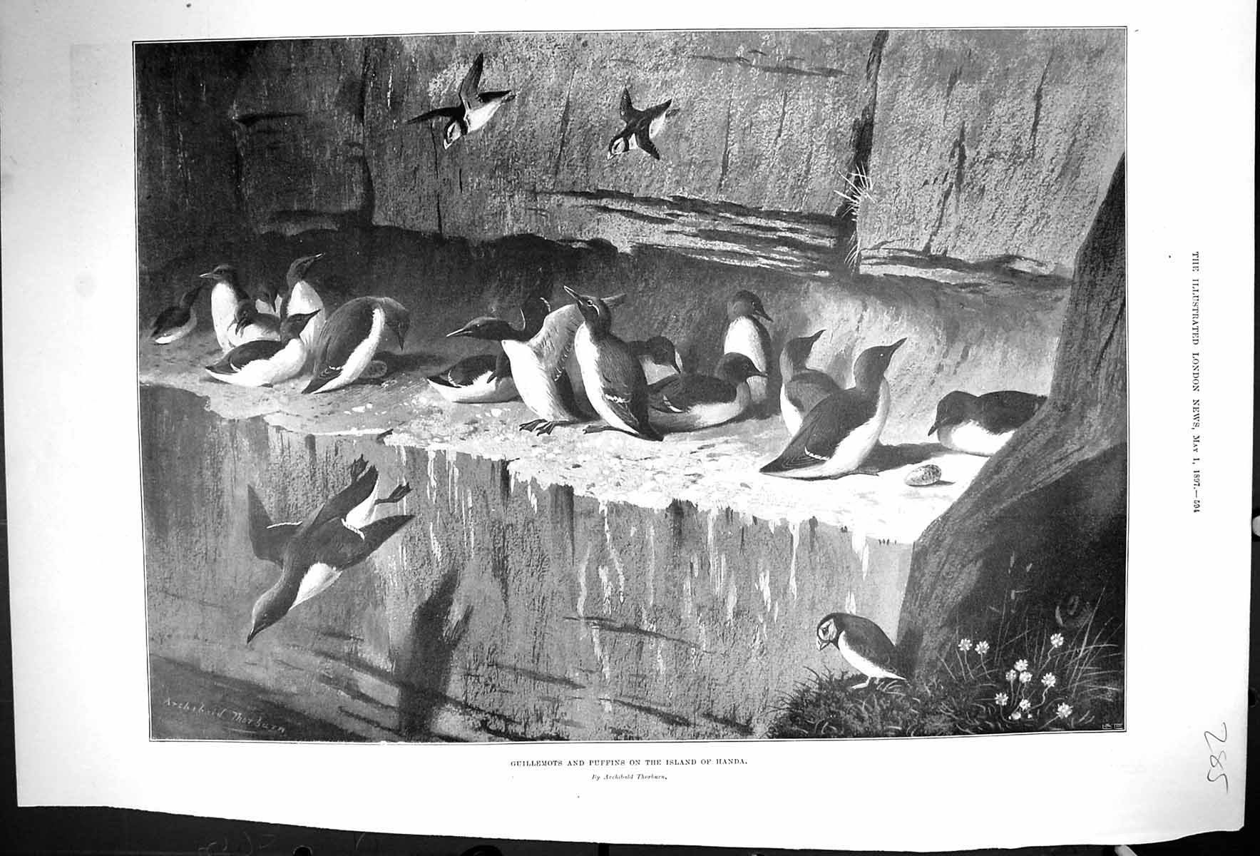 Antique Print 1897 Guillemots Puffins Island Handa Birds Archibald Thorburn