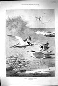Antique Old Print Thorburn 1897 Terns Birds Sheltered Corner Beach Sea Scene