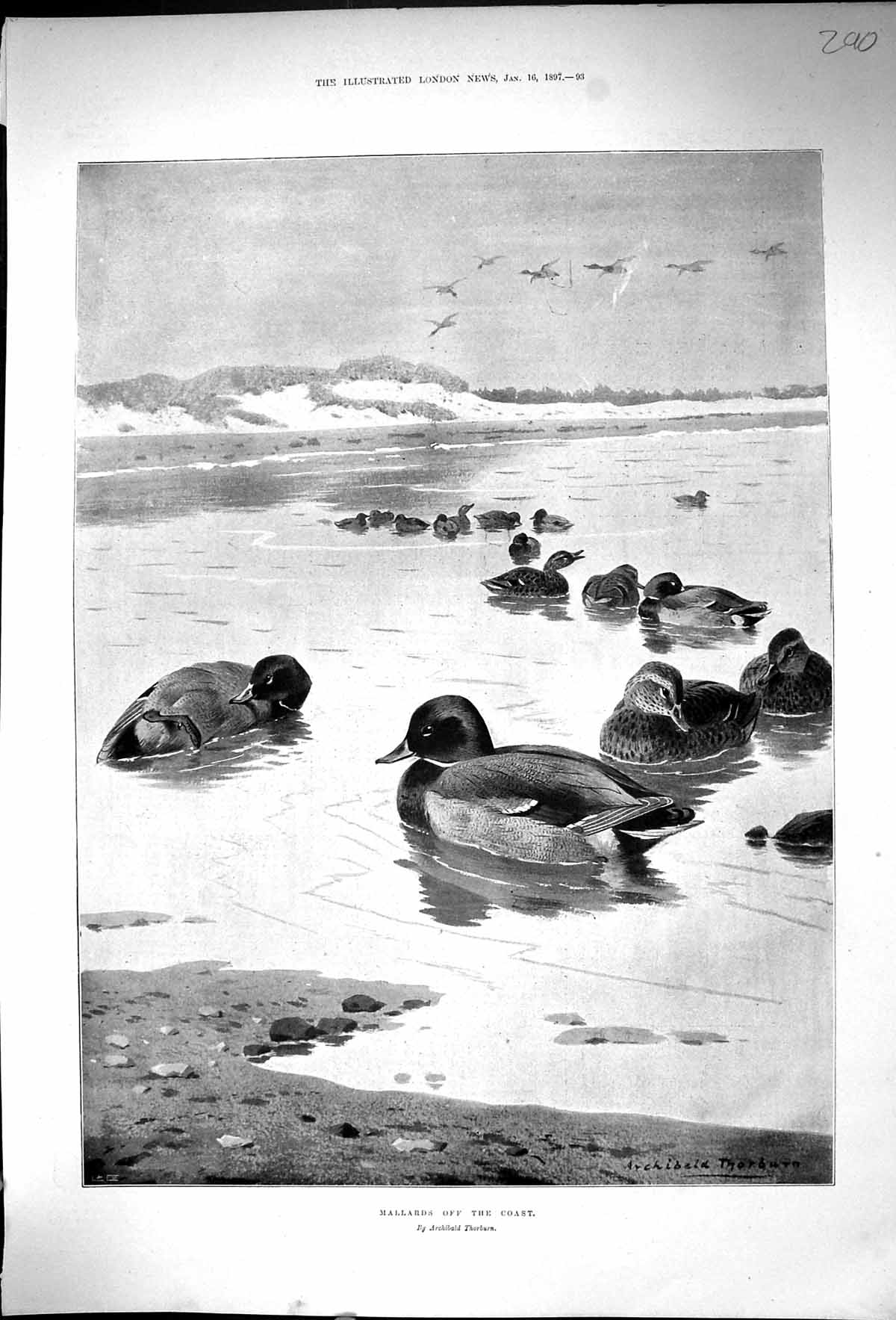 Antique Old Print 1897 Mallard Duck Birds Off The Coast Archibald Thorburn 19th