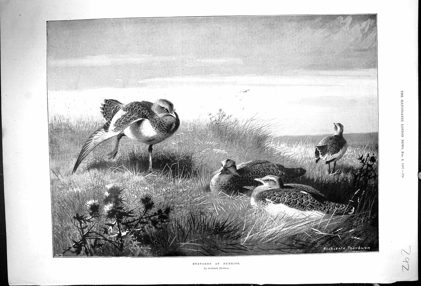 Original Old Antique Print Archibald Thorburn 1897 Bustards Birds At Sunrise