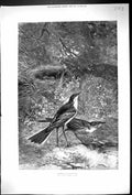 Antique Old Print 1880 Birds Nest Nature Shallows They Bly Wade Search Prey