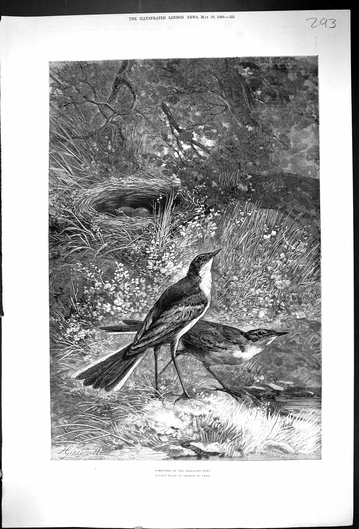 Antique Old Print 1880 Birds Nest Nature Shallows They Bly Wade Search Prey