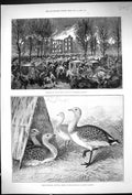 Antique Print 1890 Fire Lunatic Asylum Montreal Canada Bustards Zoological 19th