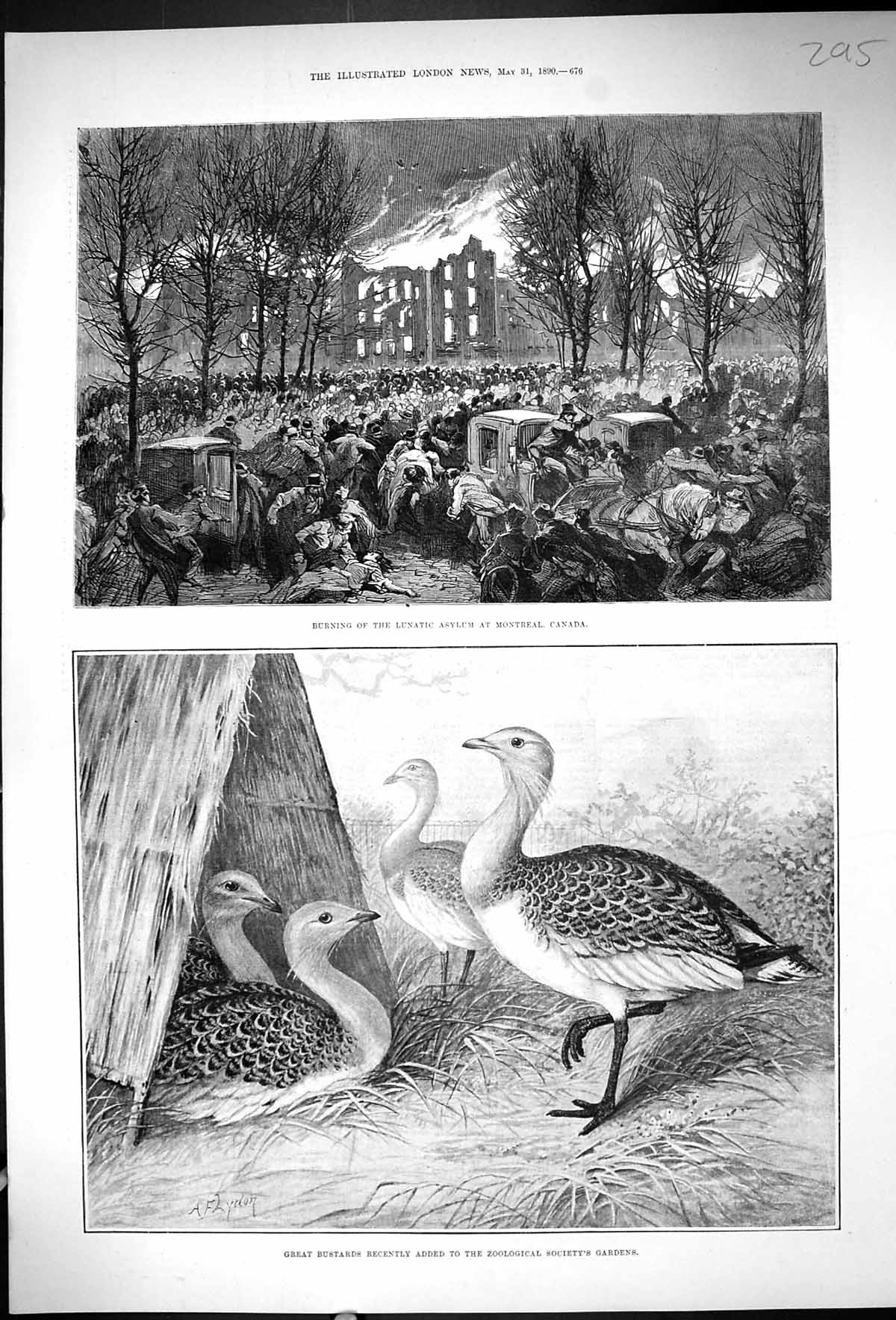 Antique Print 1890 Fire Lunatic Asylum Montreal Canada Bustards Zoological 19th
