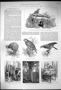 Old Print Tuatara Mutton Birds Apteryx Karapo Parrot Kea Kauri Pine 1886 19th