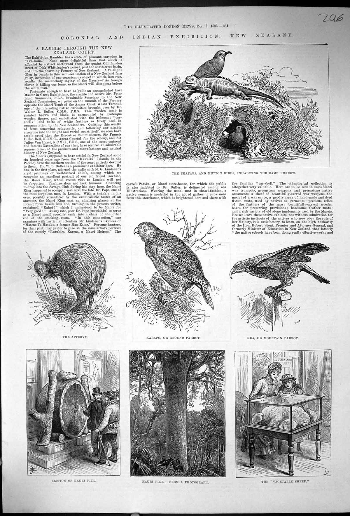 Old Print Tuatara Mutton Birds Apteryx Karapo Parrot Kea Kauri Pine 1886 19th