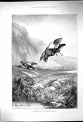Original Old Antique Print Stannard 1898 Twelfth Grouse Birds Hunting Sport