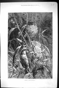 Original Old Antique Print 1879 Birds Warbling Tender Roundelay Nature 19th
