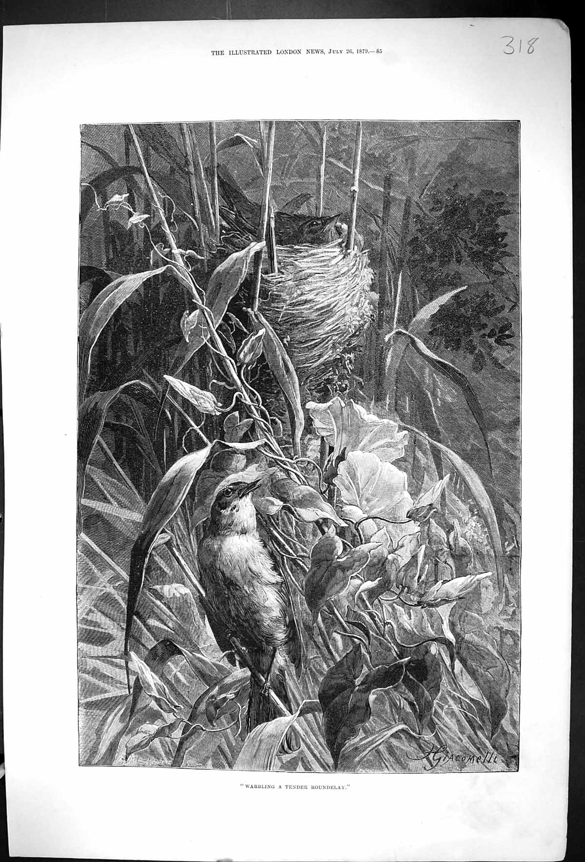 Original Old Antique Print 1879 Birds Warbling Tender Roundelay Nature 19th