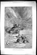 Original Old Antique Print 1879 Birds Chicks Nest Nature 19th Century
